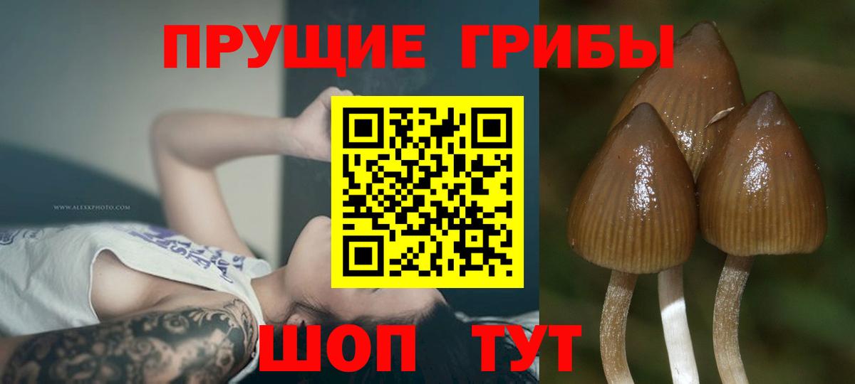 Галлюциногенные грибы Cubensis Нягань